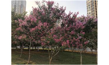 夏秋季節(jié)，錫城首次驚現(xiàn)紫薇花開美景
